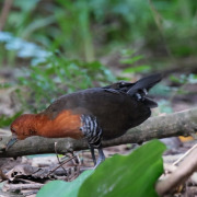 Slaty-legged Crake