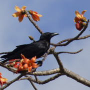 Slender-billed Crow
