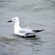 Slender-billed gull