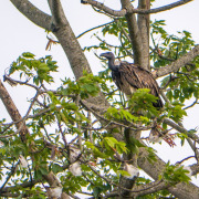 Slender-billed Vulture