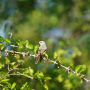 Small Minivet