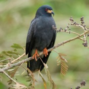 Snail Kite