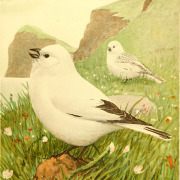 Snow Bunting