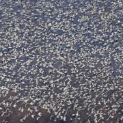 Snow Goose