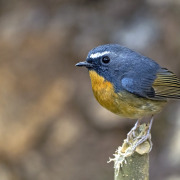Snowy-browed Flycatcher
