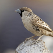 Sociable Weaver