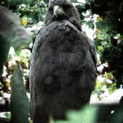 Solitary Eagle