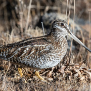 Solitary Snipe