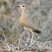Somali Courser
