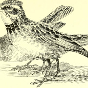 Somali Short-toed Lark