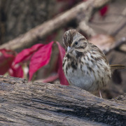 Song Sparrow