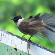 Sooty-headed bulbul