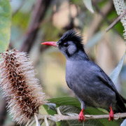 Sooty-headed bulbul