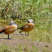 South African Shelduck