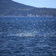 South American Tern