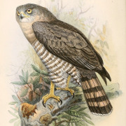 Southern Banded Snake Eagle