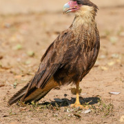 Southern Caracara