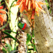 Southern Double-collared Sunbird