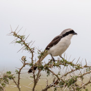 Southern Fiscal