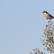 Southern Grey Shrike