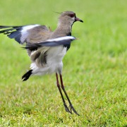 Southern Lapwing