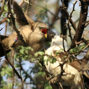 Southern Pied Babbler