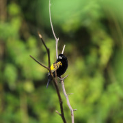 Southern Red Bishop