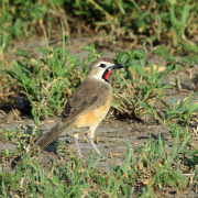 Southern Red Bishop