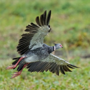 Southern Screamer