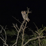 Southern White-faced Owl