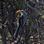 Southern Yellow-billed Hornbill