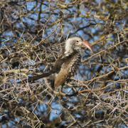 Southern Yellow-billed Hornbill