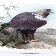 Spanish Imperial Eagle