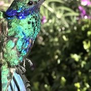 Sparkling Violetear