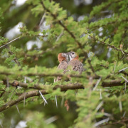 Speckle-fronted Weaver
