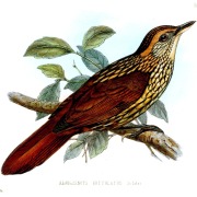 Speckled Hummingbird