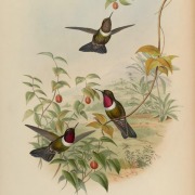 Speckled Hummingbird