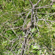 Speckled Mousebird