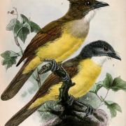 Spectacled Bulbul