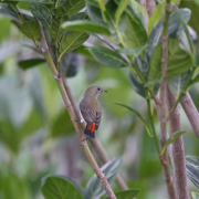 Spectacled Flowerpecker