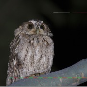 Spectacled Owl