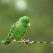 Spectacled Parrotlet