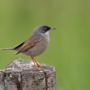 Spectacled Warbler