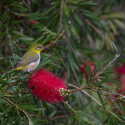 Spectacled White-eye