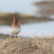 Spoon-billed Sandpiper