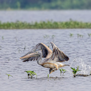 Spot-billed Pelican