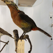 Spot-billed Toucanet