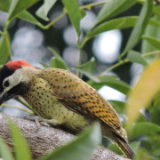 Spot-breasted Woodpecker