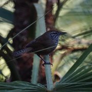Spot-breasted Wren