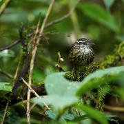 Spot-necked Babbler